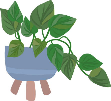 Golden Pothos Plant 